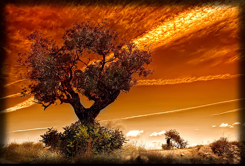 Carob Tree at sunset